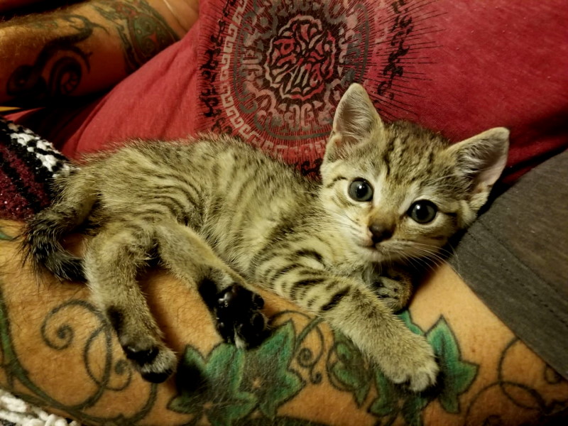 A Taoist Cat's Pace