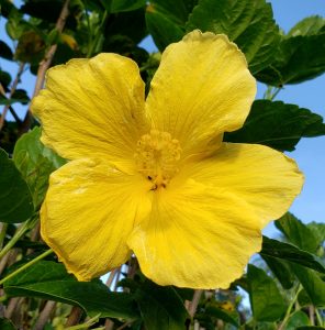 golden flower