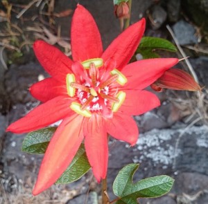 Passionflower
