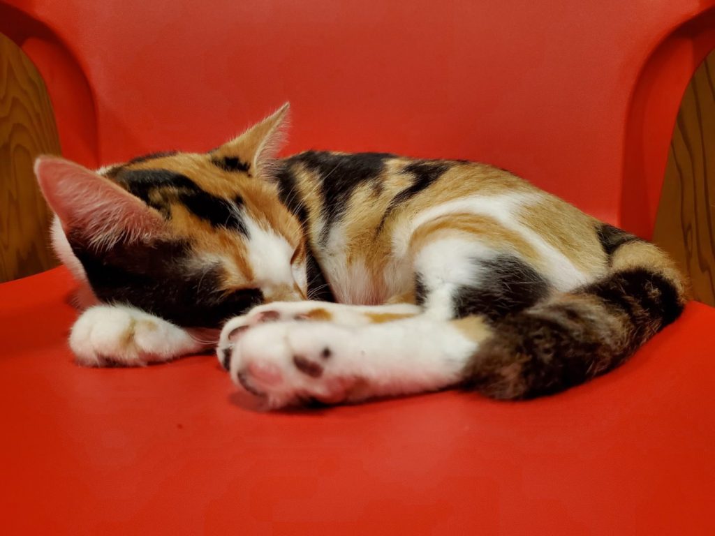 Cat Meditation