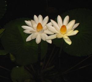 Dreams and Night Blooming Lotus