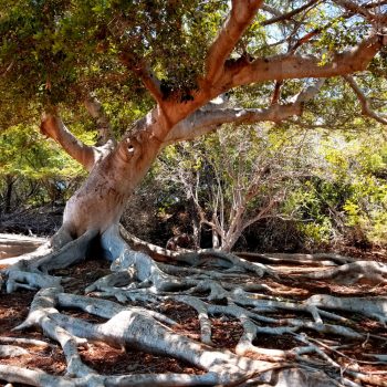 Teachings under the tree